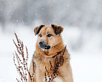 Собаки в Москве: Ищет дом Тим - верный друг и надежный товарищ. Мальчик, Бесплатно - фото 6