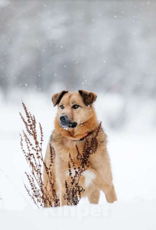Собаки в Москве: Ищет дом Тим - верный друг и надежный товарищ. Мальчик, Бесплатно - фото 6