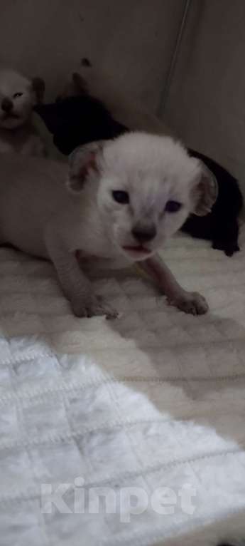 Кошки в Екатеринбурге: Ориентальная Мальчик, 35 000 руб. - фото 3