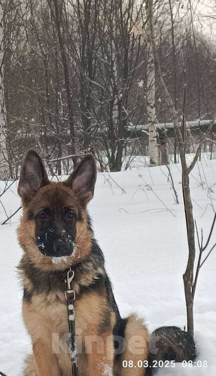 Собаки в Глазове: Немецкая овчарка,девчонка 2 Девочка, 35 000 руб. - фото 2