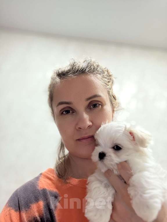 Собаки в Калининграде: Мальтезе Девочка, 150 000 руб. - фото 2