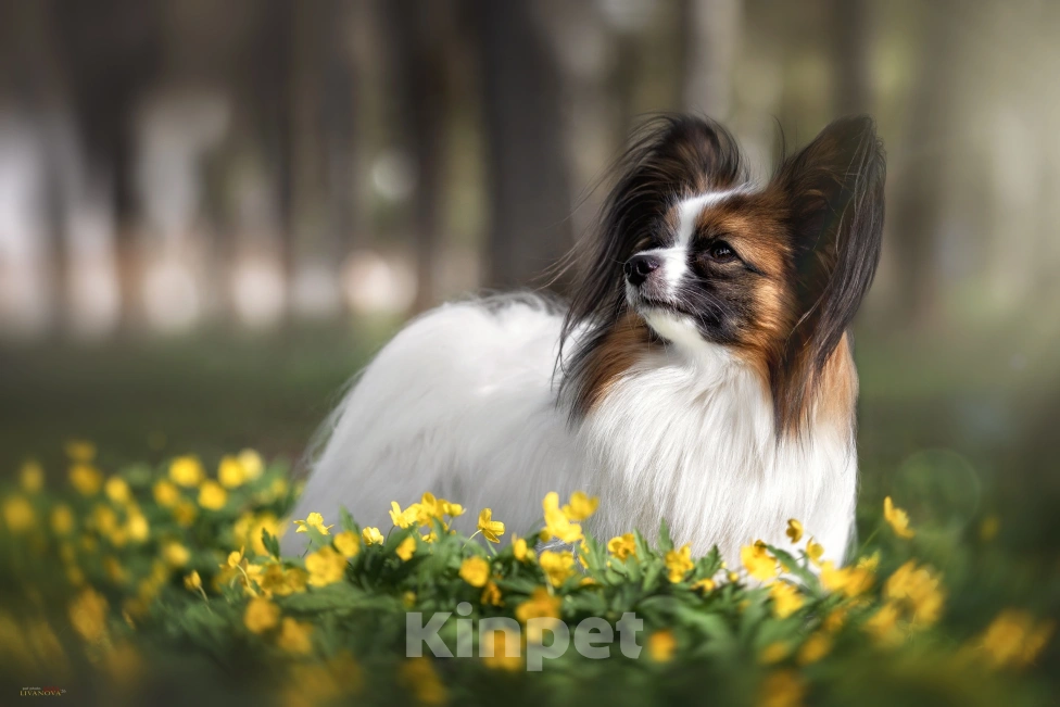 Собаки в Рыбинске: 🐶 Продаётся щенок континентального той‑спаниеля (папильон)! 🐶 Мальчик, 70 000 руб. - фото 5