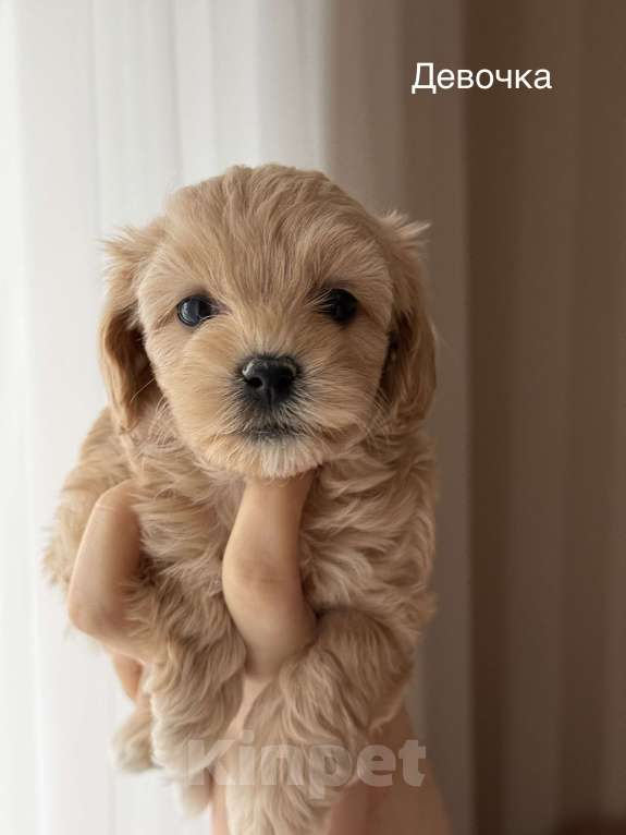 Собаки в Москве: Щенки мальтипу Девочка, 60 000 руб. - фото 5