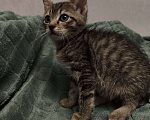 Кошки в Ореховом-Зуево: Котята метисы бенгал-ориентал Разнополые, 16 500 руб. - фото 7