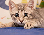 Кошки в Москве: Полосатенькое чудо Марти, чудесный домашний котенок в добрые руки Мальчик, Бесплатно - фото 5