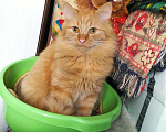 Кошки в Карачеве: Отдам в добрые руки, 100 руб. - фото 3