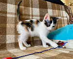 Кошки в Реутове: Трехцветная котёнок Вишенка в добрые руки. Девочка, Бесплатно - фото 4