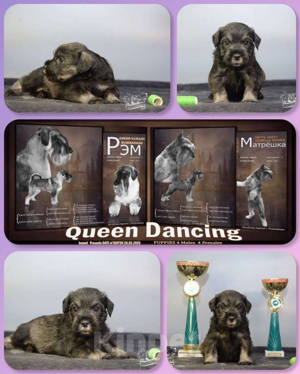 Собаки в Петрозаводске: Щенки миттельшнауцера Мальчик, 40 000 руб. - фото 2