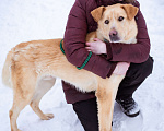 Собаки в Москве: Сириус, 1 год. Пёс-компаньон в добрые руки! Мальчик, Бесплатно - фото 4