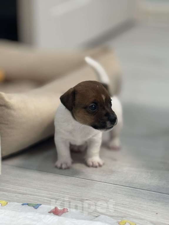 Собаки в Краснодаре: Щенки джек-рассел-терьера Разнополые, 15 000 руб. - фото 1