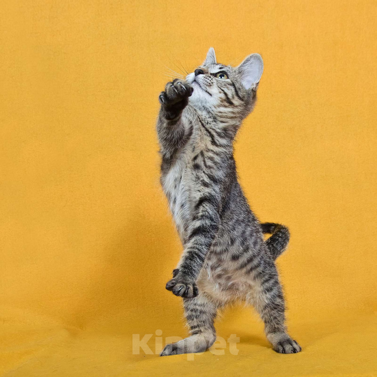 Кошки в других городах Московской области: Веселый котенок Кузя ищет дом Мальчик, Бесплатно - фото 10