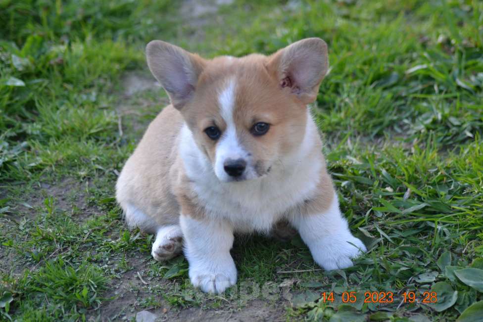 Собаки в Москве: Яссон Мальчик, 100 000 руб. - фото 2