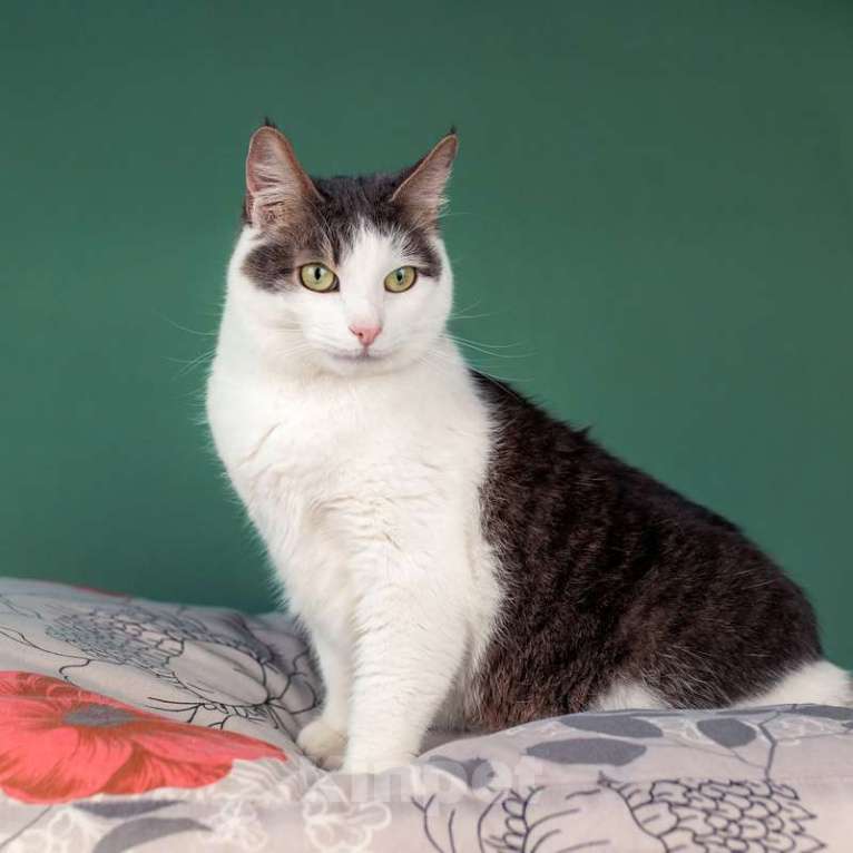 Кошки в Москве: Ласковый кот Масяня с кисточками на ушах и искренней улыбкой Мальчик, Бесплатно - фото 8