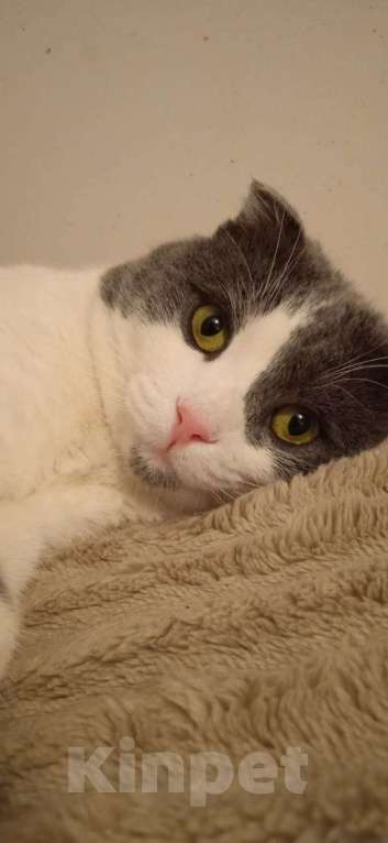 Кошки в Люберцах: Ищет дом скромный котик Батон Мальчик, Бесплатно - фото 4