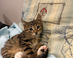 Кошки в Москве: Котенок Гриша ищет дом! Мальчик, Бесплатно - фото 7