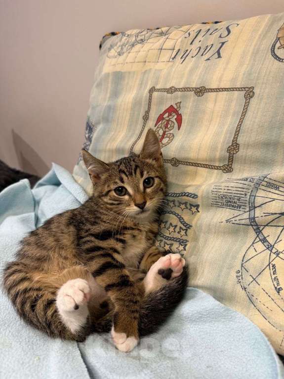 Кошки в Москве: Котенок Гриша ищет дом! Мальчик, Бесплатно - фото 7