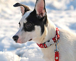 Собаки в Чехове: Красавица Ася ищет любящий дом! Девочка, Бесплатно - фото 2