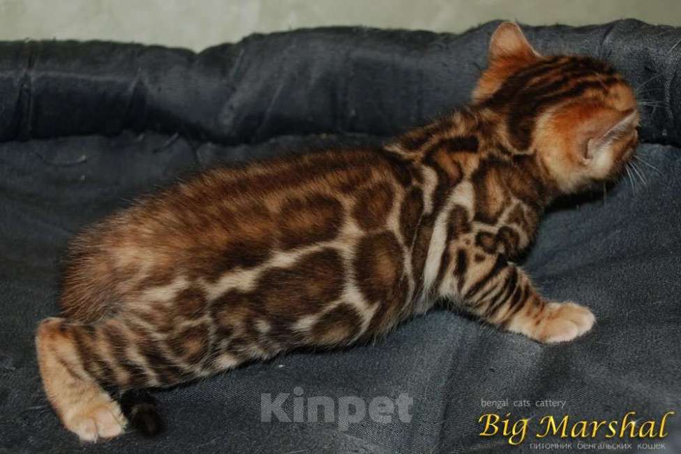 Кошки в Москве: Бенгальские котята. Девочка, 85 000 руб. - фото 2
