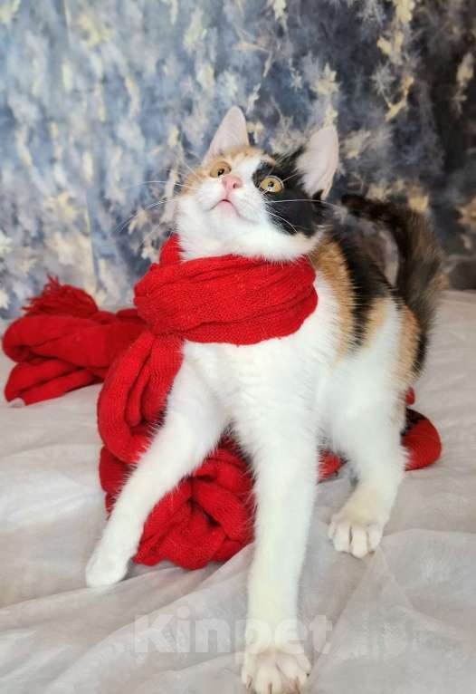 Кошки в Москве: Трехцветный котёнок в добрые руки  Девочка, Бесплатно - фото 2