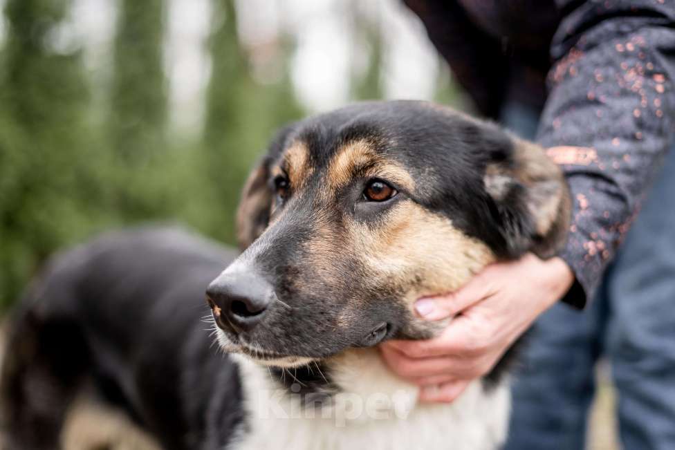 Собаки в Москве: Он так тоскует в приюте Мальчик, Бесплатно - фото 2
