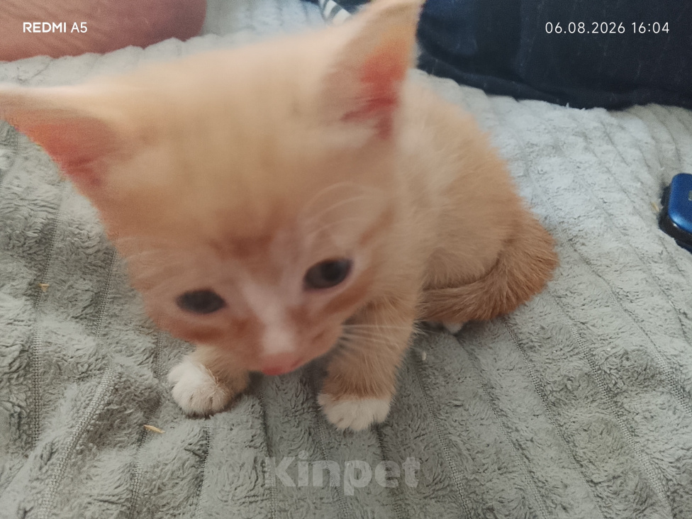 Кошки в Братске: В добрые руки. Девочка, Бесплатно - фото 3