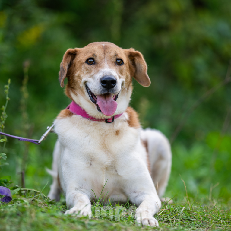 Собаки в Москве: Лаура Девочка, Бесплатно - фото 2