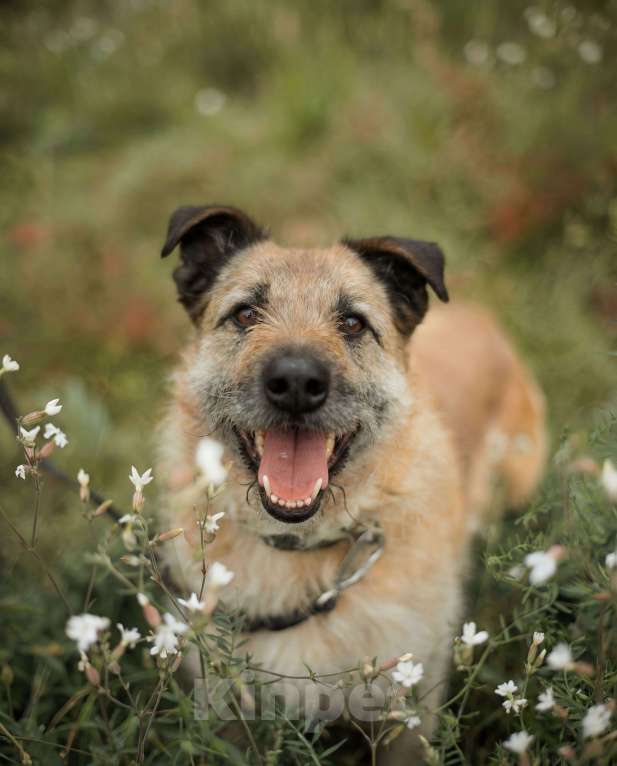 Собаки в Москве: Люша-Плюша – собака, в глазах которой светится счастье, когда она видит человека! Девочка, Бесплатно - фото 1