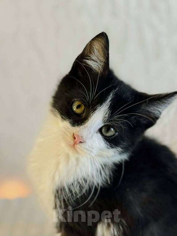 Кошки в Балашихе: Лунтик и Фиксик в одни добрые руки Мальчик, Бесплатно - фото 4