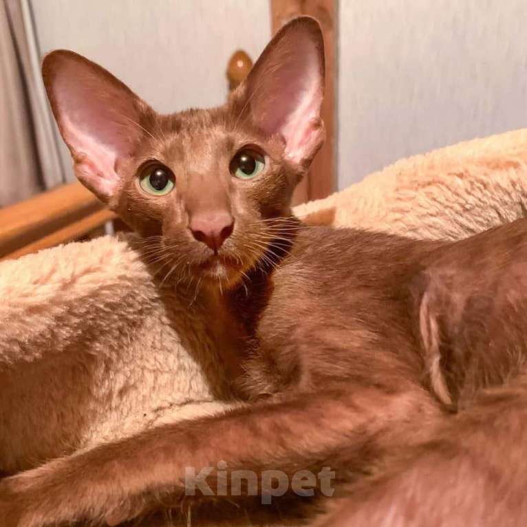 Кошки в Москве: Ориентальный циннамоновый котёнок Мальчик, 30 000 руб. - фото 3