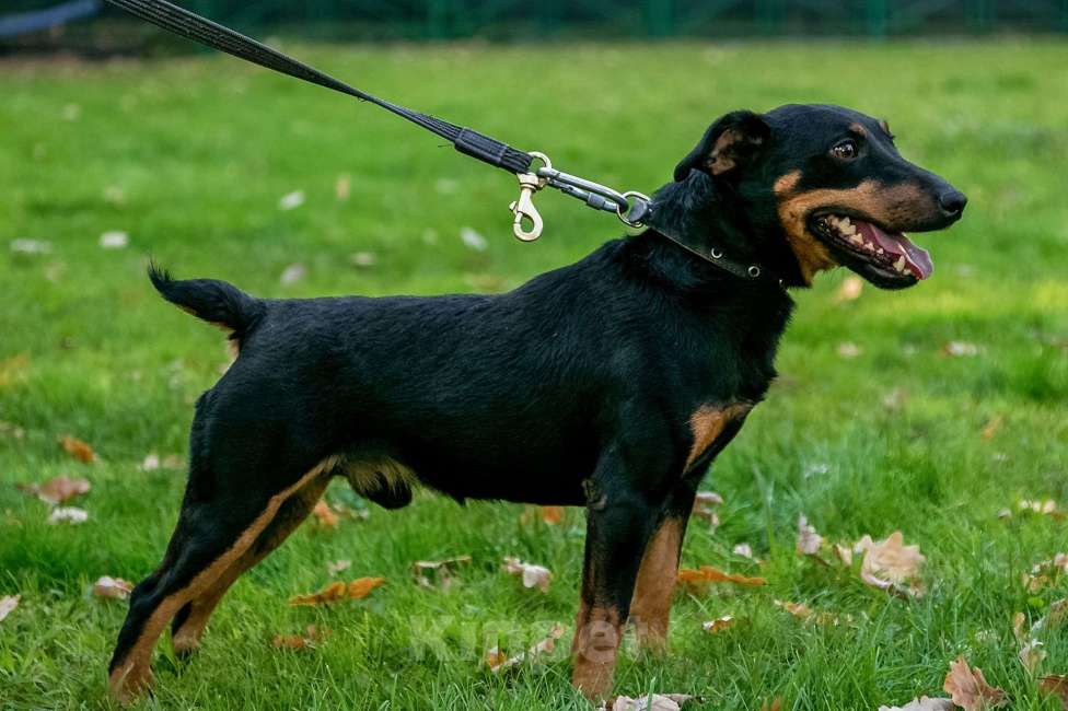 Собаки в Москве: Кекс Мальчик, Бесплатно - фото 4