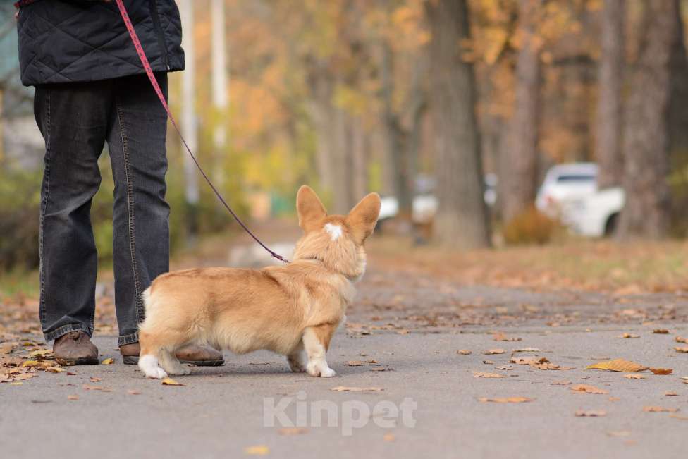 Собаки в Воронеже: Щенки Вельш Корги Пемброк Мальчик, 75 000 руб. - фото 3
