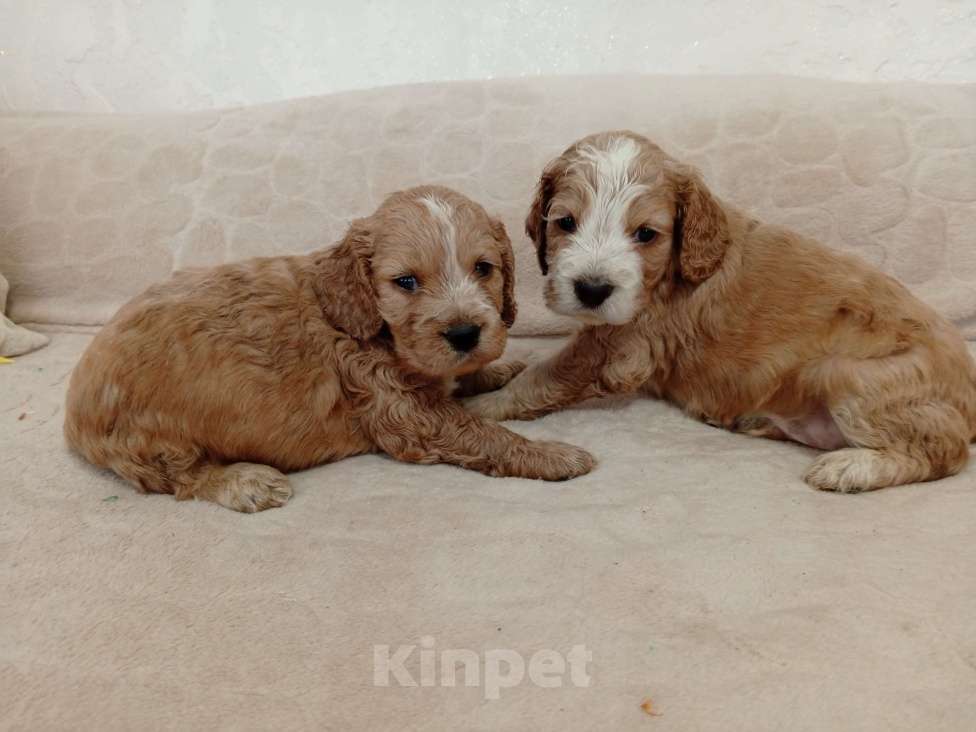 Собаки в Гулькевичах: Девочка Девочка, 15 000 руб. - фото 2