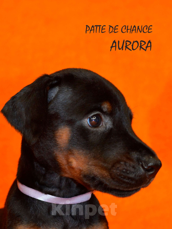 Собаки в Санкт-Петербурге: Щенок добермана Аврора Девочка, 110 000 руб. - фото 2