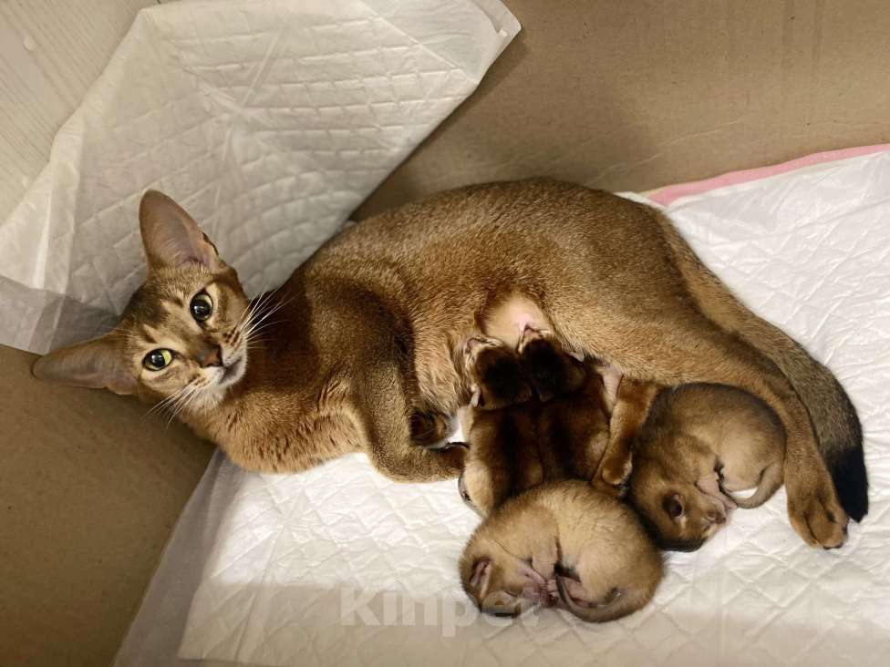Кошки в Нижневартовске: Чистокровные абиссинские котята  Девочка, 25 000 руб. - фото 4