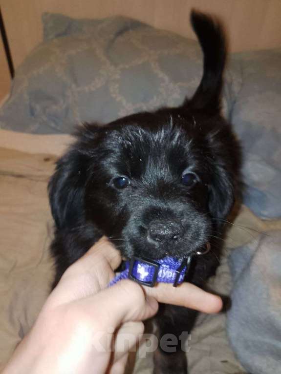 Собаки в Советском: Отдам щенка  Мальчик, Бесплатно - фото 2