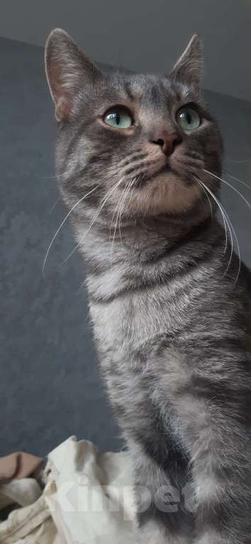 Кошки в Лысьве: Ищу новый дом с добрыми и хорошими хозяевыми, которые готовы принять моего кота. Мальчик, Бесплатно - фото 4