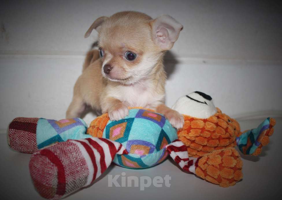 Собаки в других городах Ленинградской области: Продается щенок чихуахуа Мальчик, 35 000 руб. - фото 5