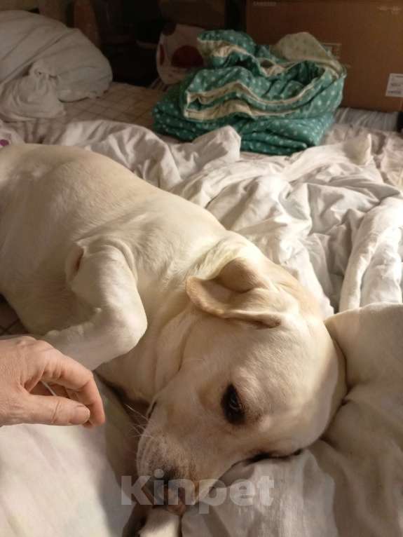 Собаки в Новосибирске: Продам щенков лабрадора Девочка, 23 000 руб. - фото 2