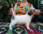 Собаки в Ставрополе: Высокопородные   щенки джек рассел  терьера  Девочка, Бесплатно - фото 4