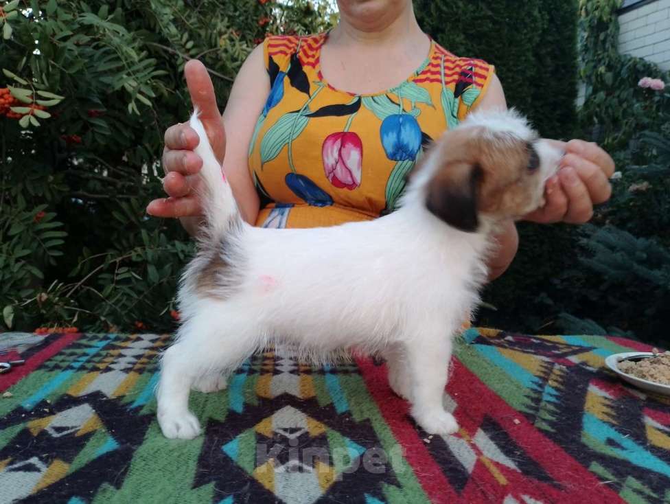 Собаки в Ставрополе: Высокопородные   щенки джек рассел  терьера  Девочка, Бесплатно - фото 4