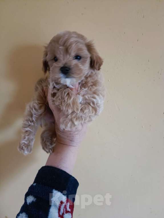 Собаки в Санкт-Петербурге: Мальтипу Мальчик, Бесплатно - фото 3