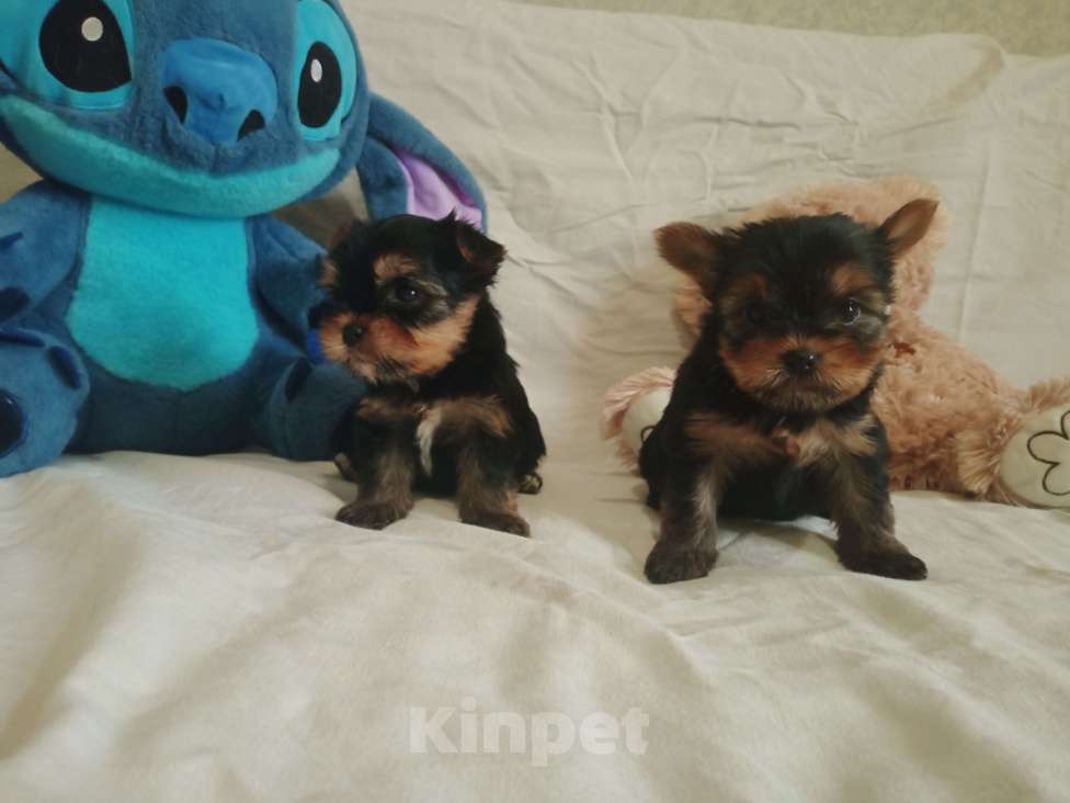 Собаки в Челябинске: Щенки йоркшеркого терьера Девочка, 25 000 руб. - фото 10