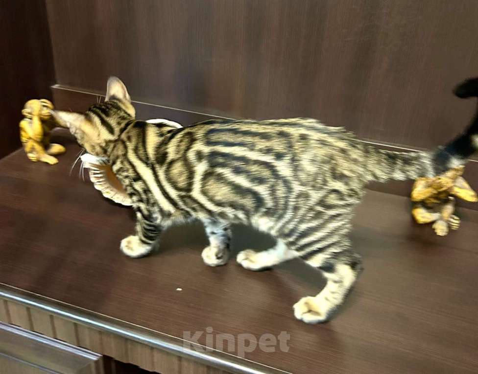 Кошки в Роднике: Бенгальский мальчик Мальчик, Бесплатно - фото 8