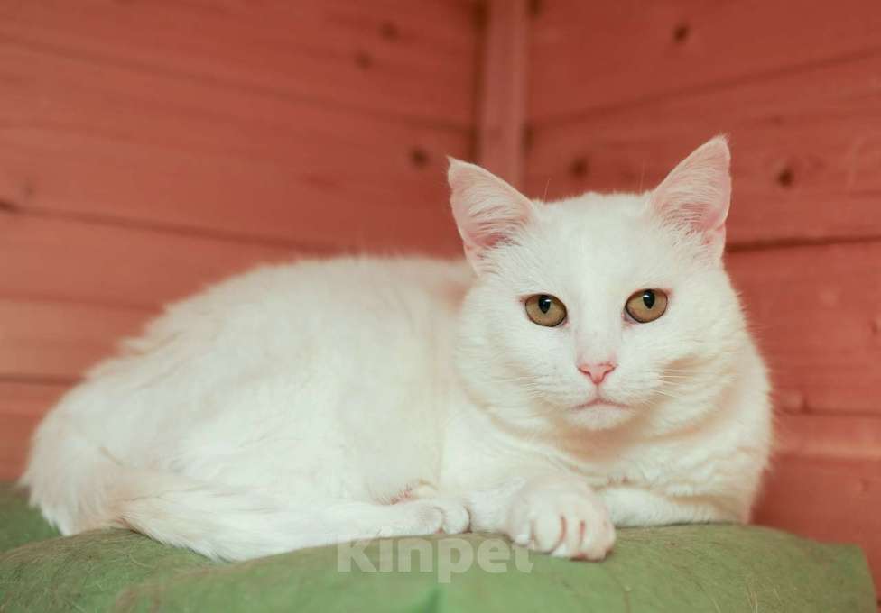 Кошки в Москве: Шикарные молодые котики и кошечки (1 г.) в дар Девочка, Бесплатно - фото 2