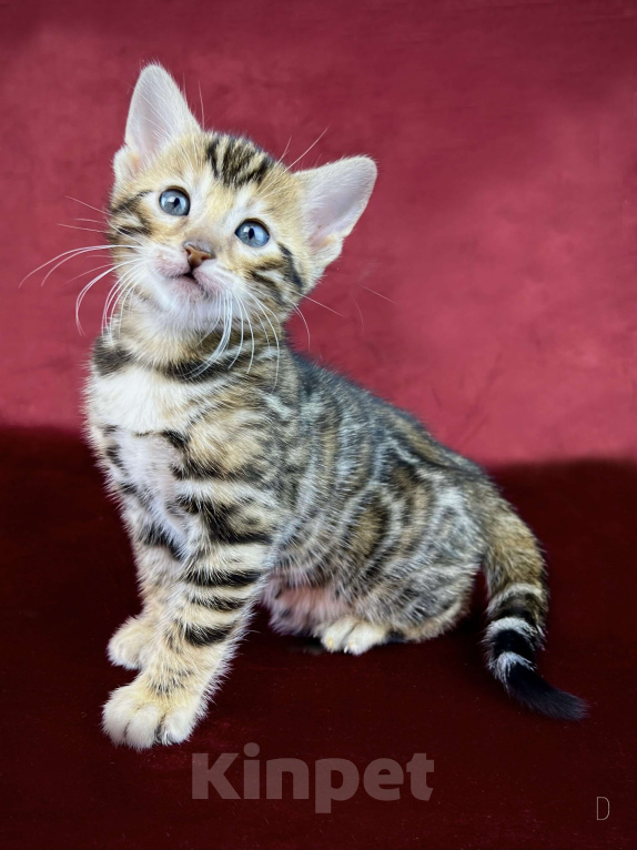 Кошки в Москве: Бенгальский котенок-девочка, питомник ABCats (WCF) Москва Девочка, Бесплатно - фото 4