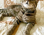 Кошки в Москве: Полосатый красавец Брут ищет дом! Мальчик, Бесплатно - фото 4
