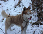 Собаки в Иркутске: Сибирский хаски для вязки, 1 руб. - фото 3