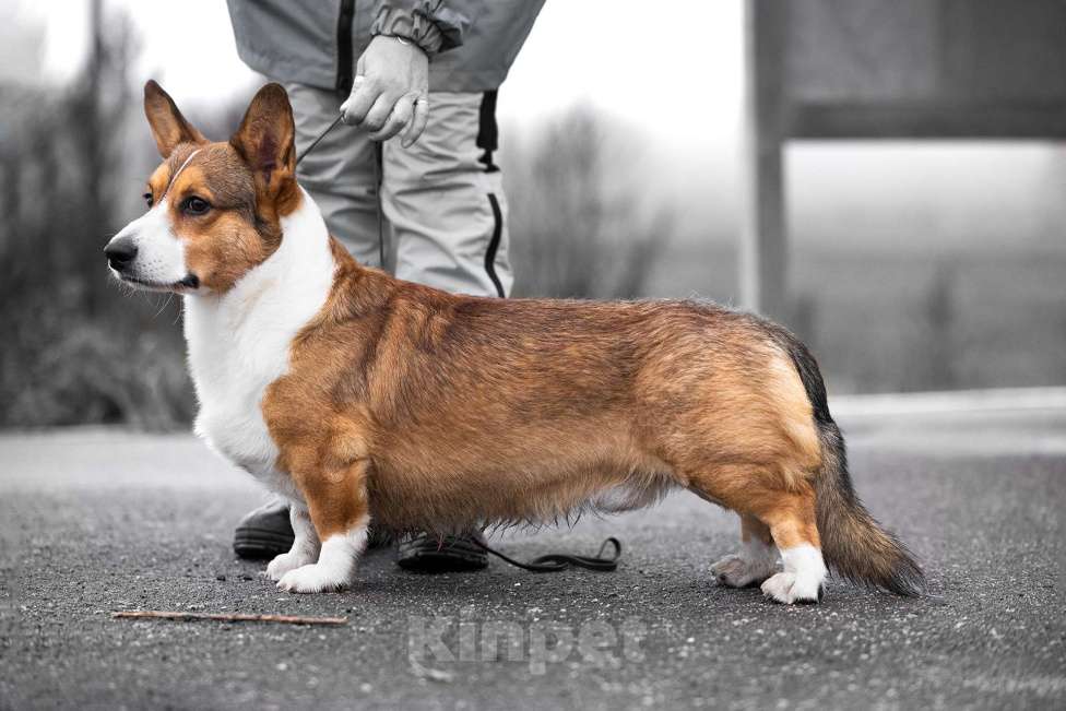 Собаки в Воскресенске: Вязка Вельш корги кардиган Мальчик, Бесплатно - фото 1