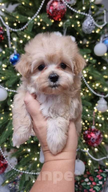 Собаки в Москве: Супер мини Мальтипу  Девочка, 120 000 руб. - фото 5