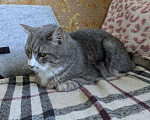 Кошки в Санкт-Петербурге: Кот в добрые руки Мальчик, Бесплатно - фото 3
